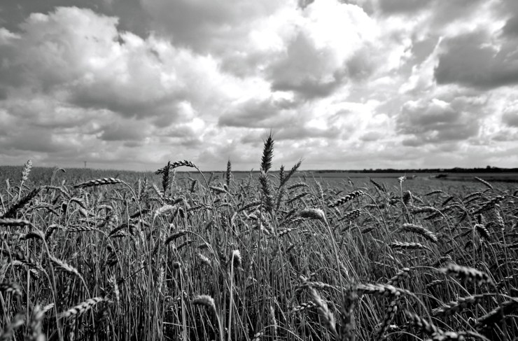 Vetefält i Skaraborg