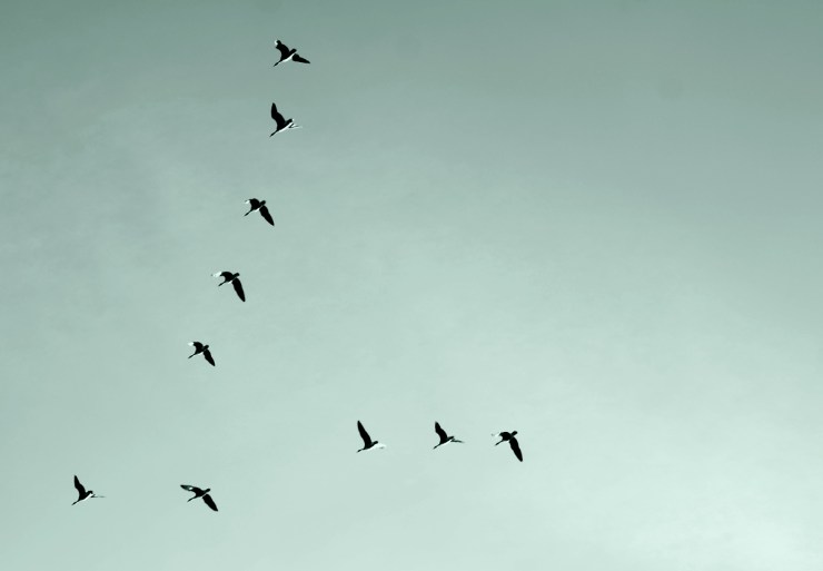 Flyttfåglar