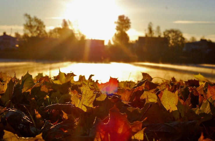 Lövbädd vid älven