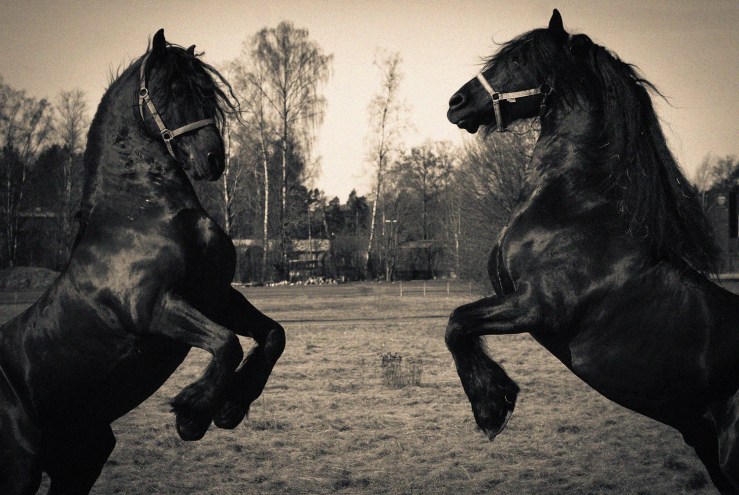 duelling horses