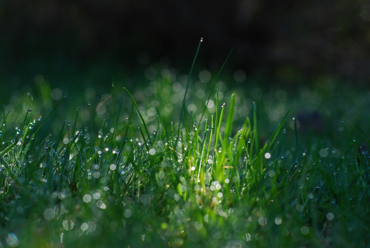 Orginabild morgondagg