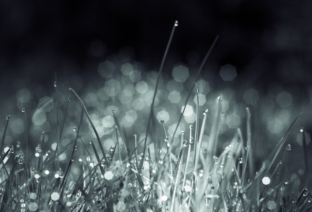 Morgondagg bild 3