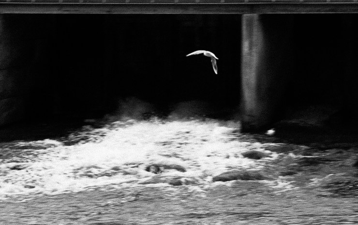 Måsen vid den brusande forsen