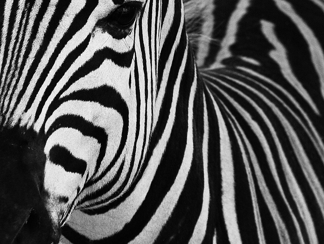 Min Zebra