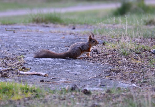 Ekorre på stigen