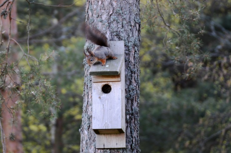 Ekorre på taket