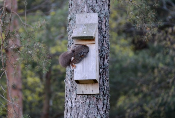 Ekorre på väg in i holken