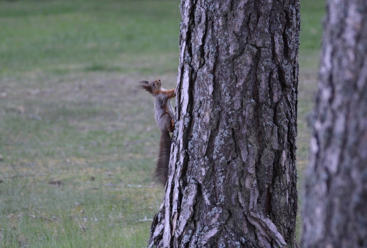 Ekorre på väg upp