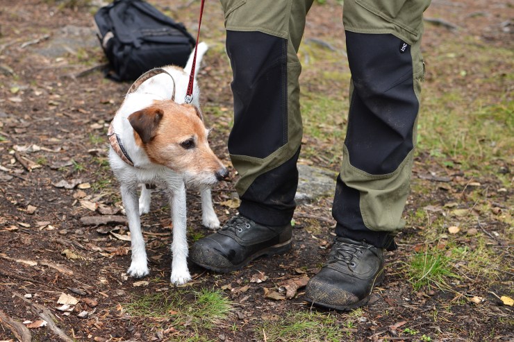 Jack Russeln - Sigge