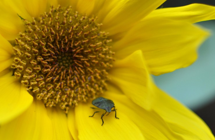 Pentatomidae - Bärfis