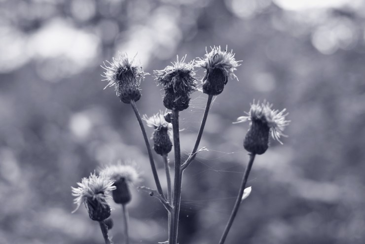 Tistle - Skottlands Nationalblomma