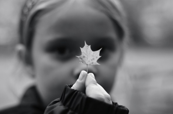A little leaf_DSC_3748 A little leaf