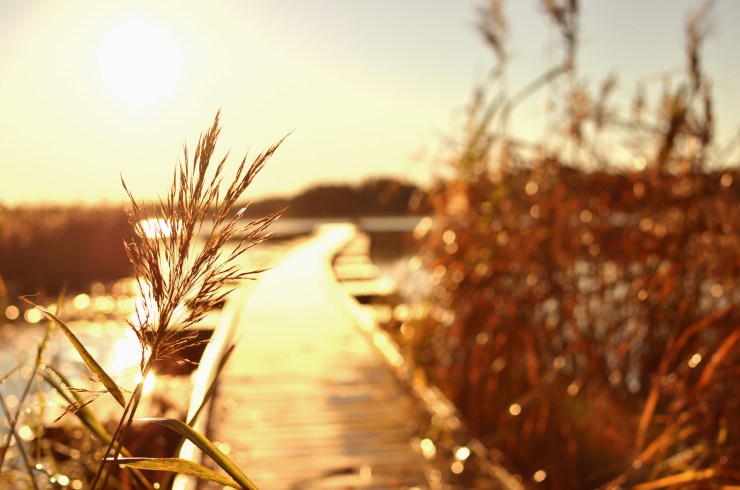 Morgonstund har guld i mund