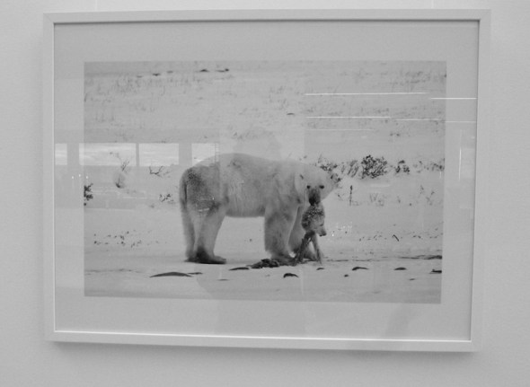 Photo - Polar bear 