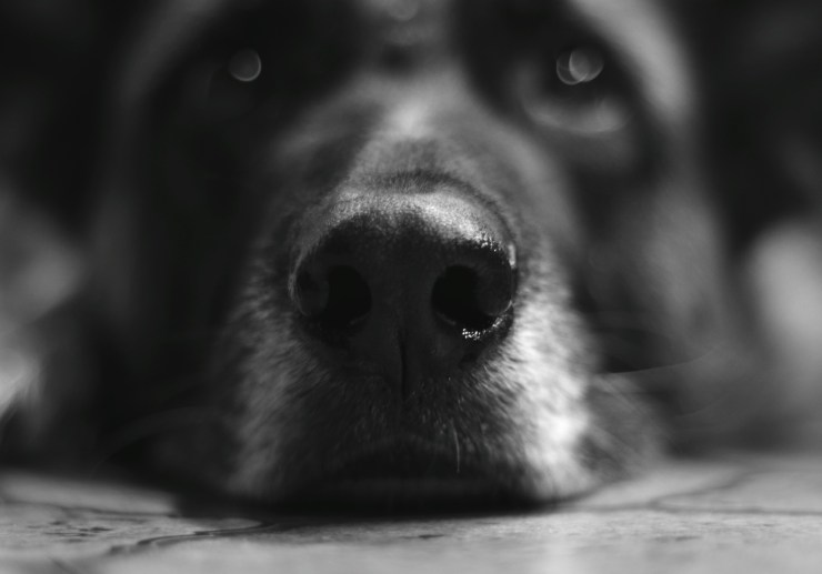 Dixie