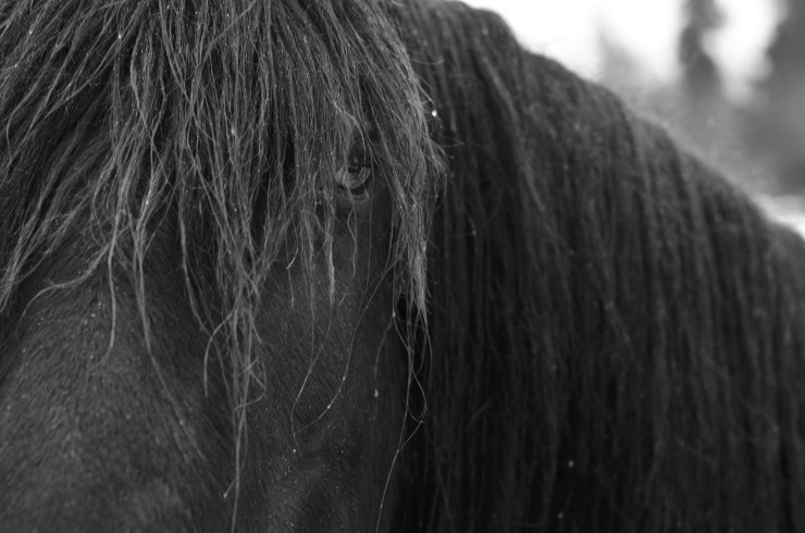 A Horse With No Name