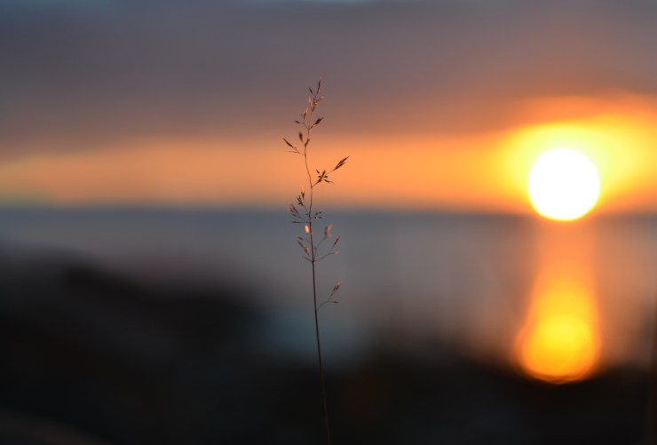 Grässtrå i solnedgång vid Hammarö Sydspets