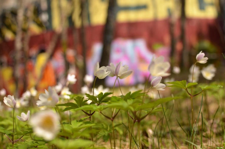 Flowers meet Graffiti