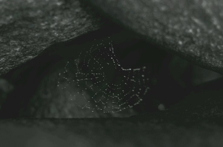 The Spider Web