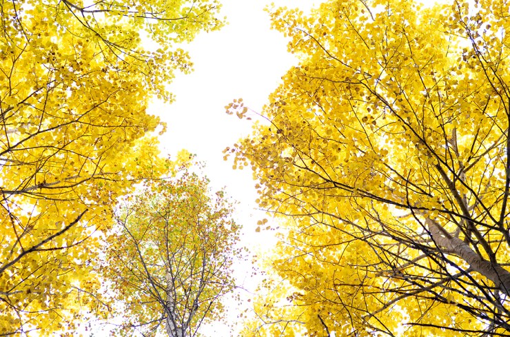 Gula höstlöv