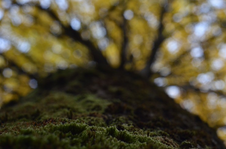 Mossa på höstträd