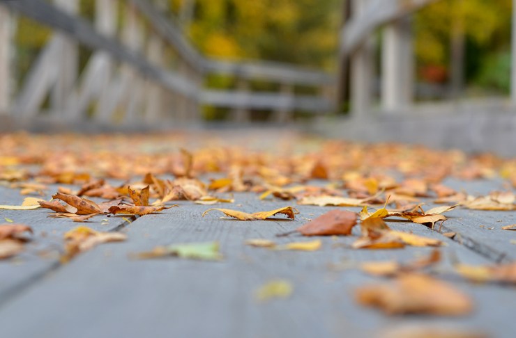 Höstlöv på träspång