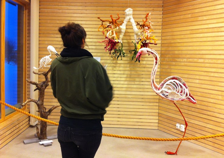 Flamingo - Djurens virkliga värld