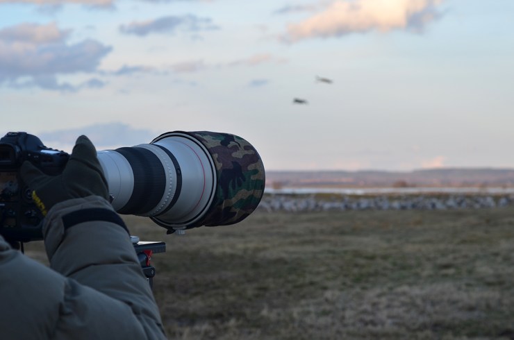 DSC_8429_FågelFoto_webb