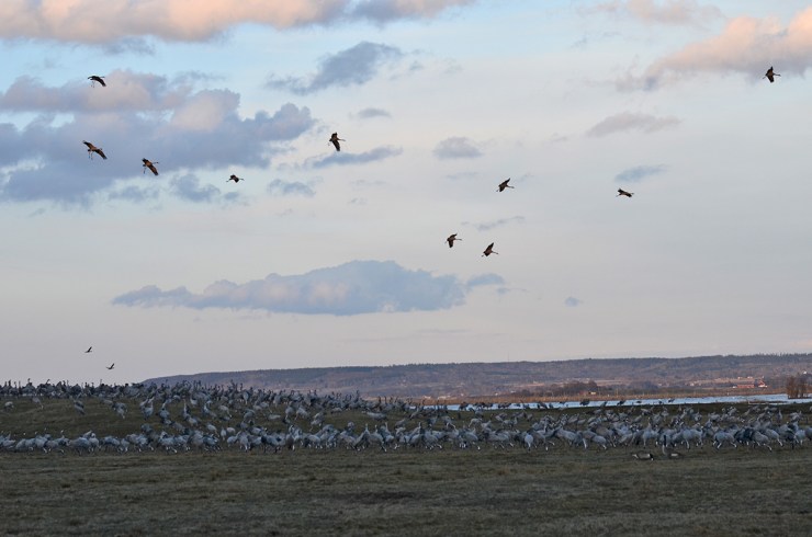 DSC_8440_TranorLuftmark_webb