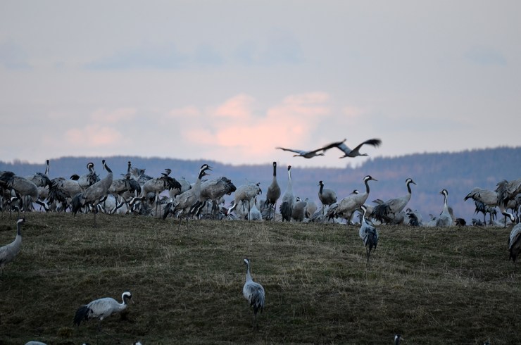 DSC_8469_TvåTranorNäraMark_blogg