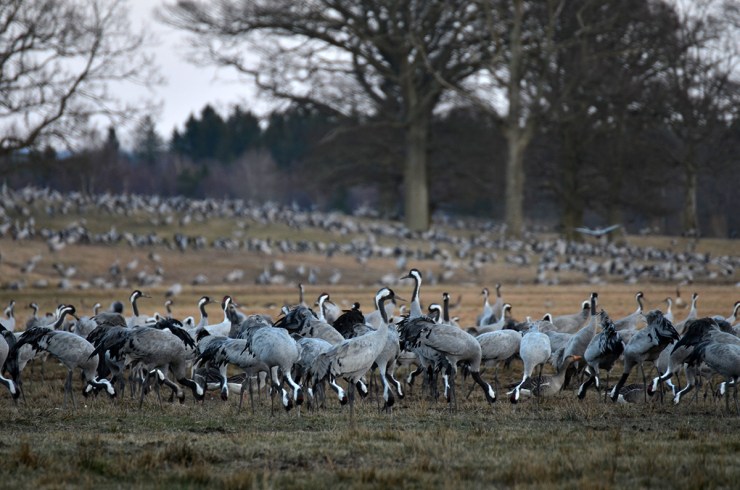 DSC_8477_TranorPåFältet_webb