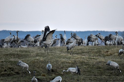 Trandans vid Hornborgarsjön