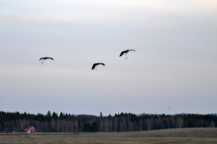 DSC_8495_TreTranor_webb