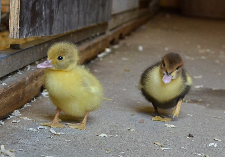 Ankungar_1200px_DSC_9355