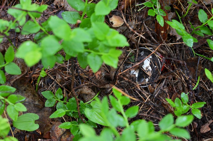 Burk_1200px_DSC_9263