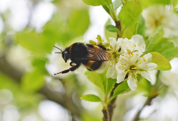 HumlaPåVäg_Utsnitt_Fixad_2200px_DSC_9220