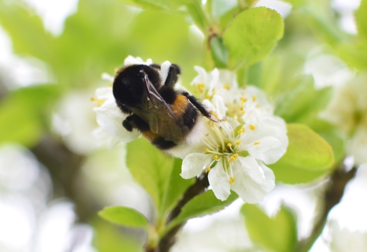 HummlaKramar_Fixad_2200px_DSC_9198