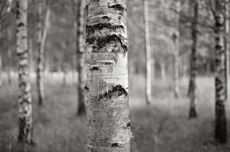 Björkar_webb_DSC_0224