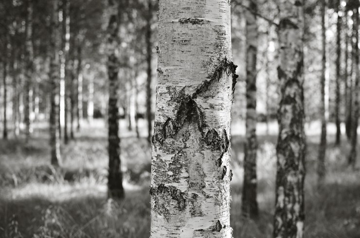 Björkar_webb_DSC_0277