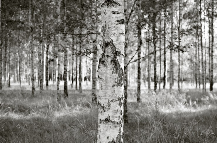 Björkar_webb_DSC_0300