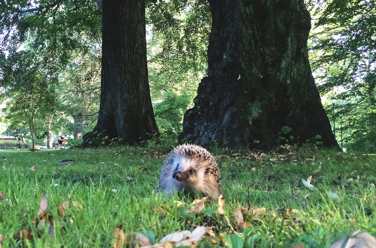 Igelkott - Ett urtidsdjur