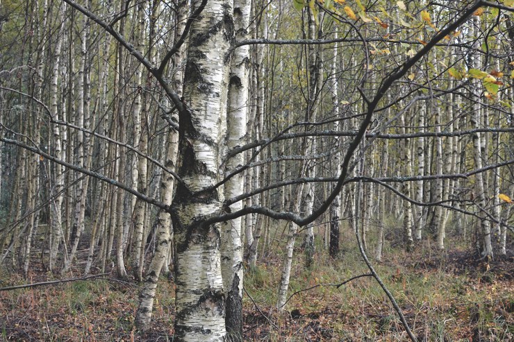 Alla dessa vackra björkar