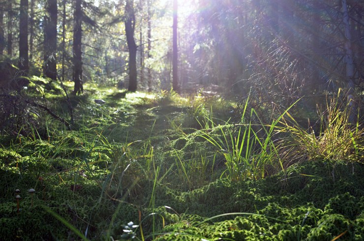 HöstljusiSkogen_webb_DSC_1048