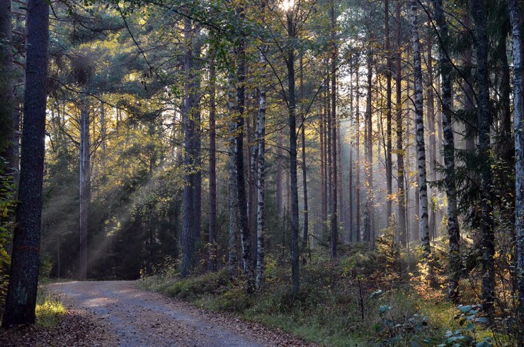 Höstsol  i skogen