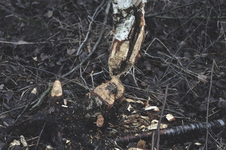 BäverTräd_webb_DSC_1489