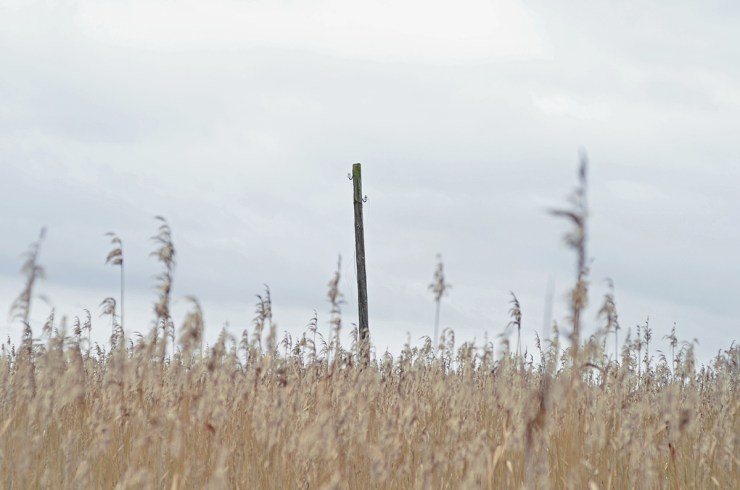 EnStolpeIVassen2_webb_DSC_1460