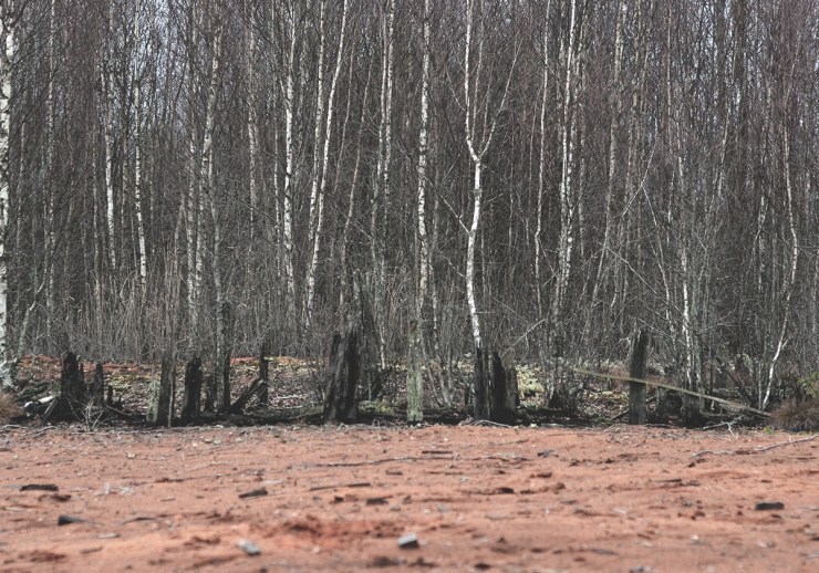 RödspånOchBjörk_webb_DSC_1469