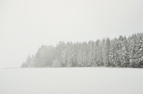 En skog i vitt
