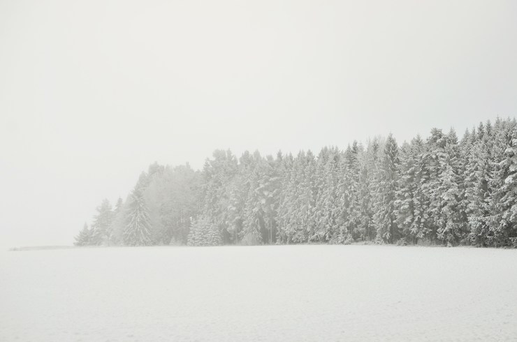 En skog i vitt