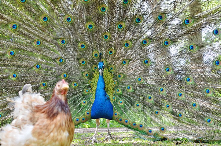 Påfågeln och hönan